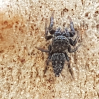 Unverified Spider - 1 Jan 1900 by trevorpreston