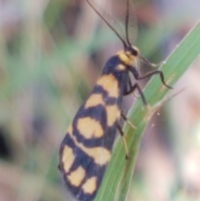 Asura lydia (Lydia Lichen Moth) at Downer, ACT - 10 Mar 2021 by tpreston