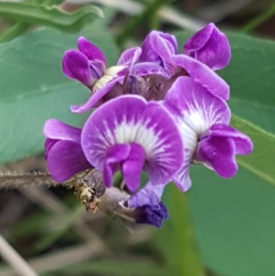 Glycine tabacina (Variable Glycine) at Downer, ACT - 10 Mar 2021 by tpreston