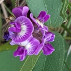 Glycine tabacina at Downer, ACT - 10 Mar 2021 03:56 PM