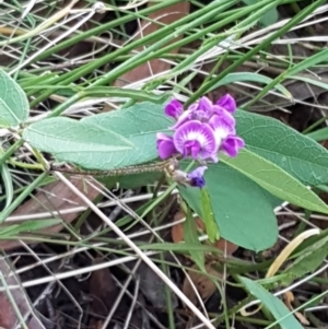 Glycine tabacina at Downer, ACT - 10 Mar 2021