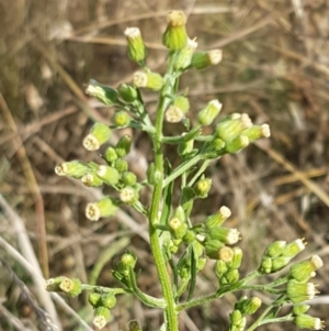 Erigeron sumatrensis at Downer, ACT - 10 Mar 2021