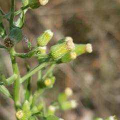 Erigeron sumatrensis at Downer, ACT - 10 Mar 2021