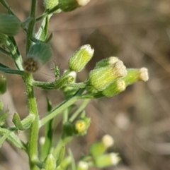 Erigeron sumatrensis at Downer, ACT - 10 Mar 2021