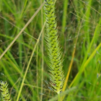 Setaria sp. (Pigeon Grass) at Downer, ACT - 10 Mar 2021 by trevorpreston