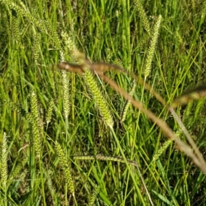 Setaria sp. at Downer, ACT - 10 Mar 2021