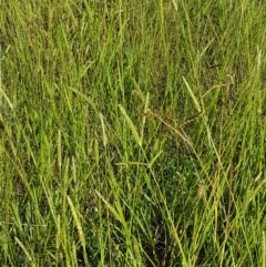 Setaria sp. at Downer, ACT - 10 Mar 2021