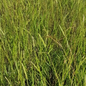 Setaria sp. at Downer, ACT - 10 Mar 2021 04:06 PM