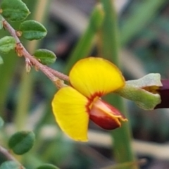 Bossiaea buxifolia (Matted Bossiaea) at Aranda, ACT - 10 Mar 2021 by tpreston