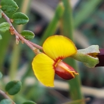 Bossiaea buxifolia (Matted Bossiaea) at Aranda Bushland - 10 Mar 2021 by trevorpreston