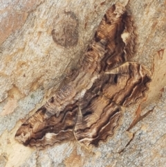 Scioglyptis lyciaria (White-patch Bark Moth) at Aranda Bushland - 10 Mar 2021 by trevorpreston
