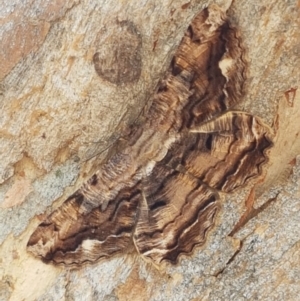 Scioglyptis lyciaria at Cook, ACT - 10 Mar 2021