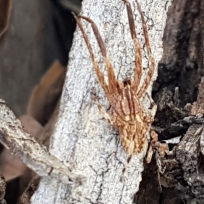 Stephanopis sp. (genus) (Knobbly crab spider) at Holt, ACT - 10 Mar 2021 by tpreston