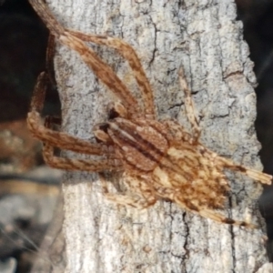 Stephanopis sp. (genus) at Holt, ACT - 10 Mar 2021