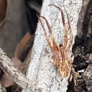 Stephanopis sp. (genus) at Holt, ACT - 10 Mar 2021