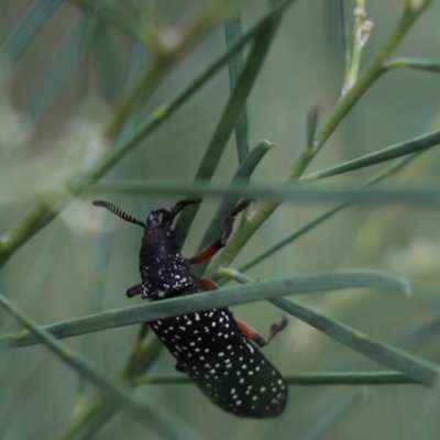 Rhipicera (Agathorhipis) femorata (Feather-horned beetle) at Cook, ACT - 9 Mar 2021 by Tammy