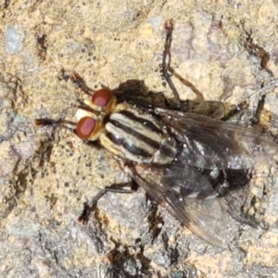 Sarcophagidae (family) (Unidentified flesh fly) at Aranda, ACT - 10 Mar 2021 by trevorpreston