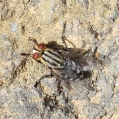 Sarcophagidae sp. (family) at Aranda, ACT - 10 Mar 2021