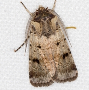 Agrotis porphyricollis at Melba, ACT - 8 Mar 2021