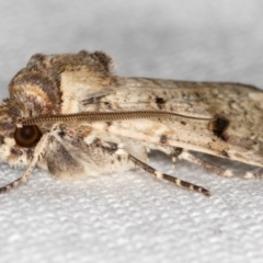 Agrotis porphyricollis at Melba, ACT - 8 Mar 2021 10:04 AM