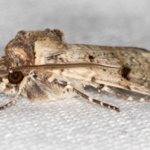 Agrotis porphyricollis at Melba, ACT - 8 Mar 2021 10:04 AM