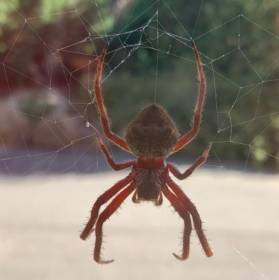 Hortophora transmarina (Garden Orb Weaver) at Murrumbateman, NSW - 1 Mar 2021 by SimoneC