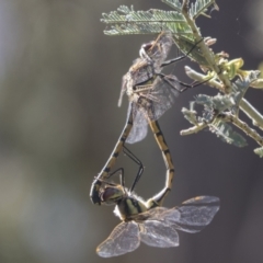 Hemicordulia tau (Tau Emerald) at Holt, ACT - 5 Mar 2021 by AlisonMilton