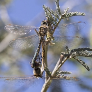 Hemicordulia tau at Holt, ACT - 5 Mar 2021