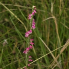 Spiranthes australis (Austral Ladies Tresses) at Paddys River, ACT - 8 Mar 2021 by JohnBundock