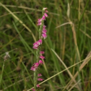 Spiranthes australis at Paddys River, ACT - 8 Mar 2021