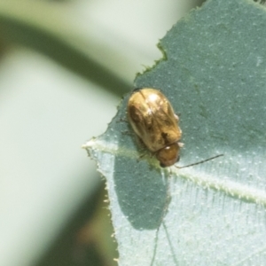 Monolepta sp. (genus) at Higgins, ACT - 2 Mar 2021