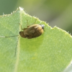 Monolepta sp. (genus) at Higgins, ACT - 2 Mar 2021 10:15 AM