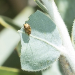 Monolepta sp. (genus) at Higgins, ACT - 2 Mar 2021