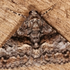 Gastrinodes argoplaca (Cryptic Bark Moth) at Melba, ACT - 5 Mar 2021 by kasiaaus
