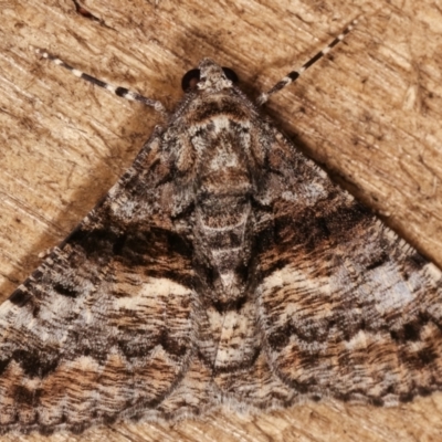 Gastrinodes argoplaca (Cryptic Bark Moth) at Melba, ACT - 5 Mar 2021 by kasiaaus