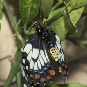 Papilio anactus at Higgins, ACT - 2 Mar 2021 10:11 AM