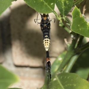 Papilio anactus at Higgins, ACT - 2 Mar 2021 10:11 AM