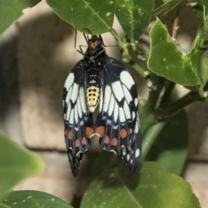 Papilio anactus at Higgins, ACT - 2 Mar 2021 10:11 AM