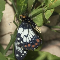 Papilio anactus at Higgins, ACT - 2 Mar 2021 10:11 AM