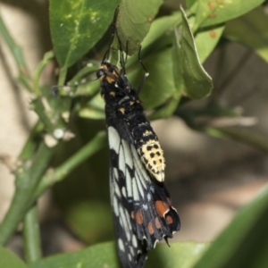 Papilio anactus at Higgins, ACT - 2 Mar 2021 10:11 AM