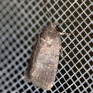 Proteuxoa provisional species 1 at O'Connor, ACT - 1 Mar 2021 10:53 PM