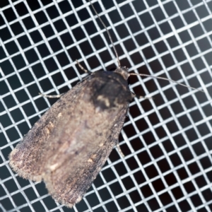 Proteuxoa provisional species 1 at O'Connor, ACT - 1 Mar 2021 10:53 PM