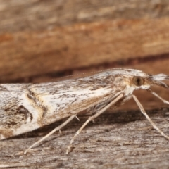 Hednota longipalpella (Pasture Webworm) at Melba, ACT - 6 Mar 2021 by kasiaaus