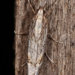 Hednota longipalpella at Melba, ACT - 7 Mar 2021