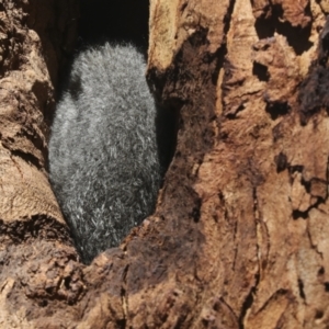 Trichosurus vulpecula at Belconnen, ACT - 1 Mar 2021