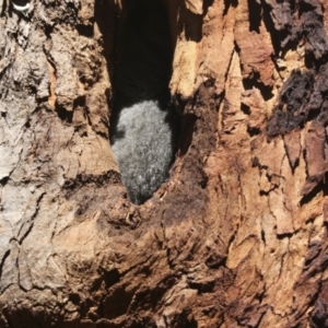 Trichosurus vulpecula at Belconnen, ACT - 1 Mar 2021