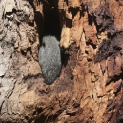 Trichosurus vulpecula at Belconnen, ACT - 1 Mar 2021