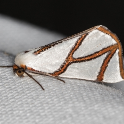 Thalaina clara (Clara's Satin Moth) at Melba, ACT - 8 Mar 2021 by Bron