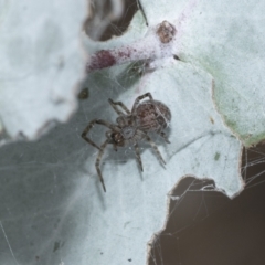 Badumna longinqua (Grey House Spider) at Scullin, ACT - 1 Mar 2021 by AlisonMilton