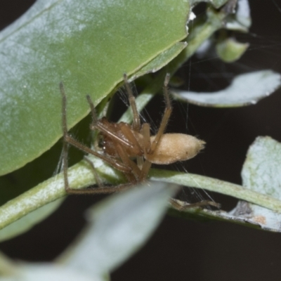 Cheiracanthiidae (family) (Sac spiders) at Scullin, ACT - 1 Mar 2021 by AlisonMilton